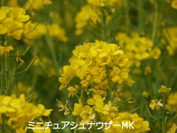 菜の花