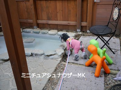 犬用温泉