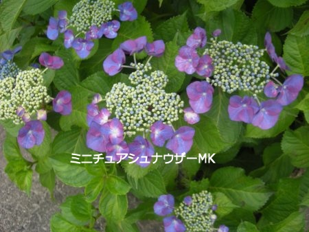 紫陽花まつり